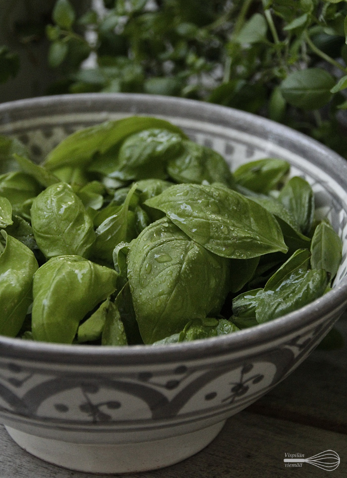 vispilanviemaa_yrtit_pestoiksi1