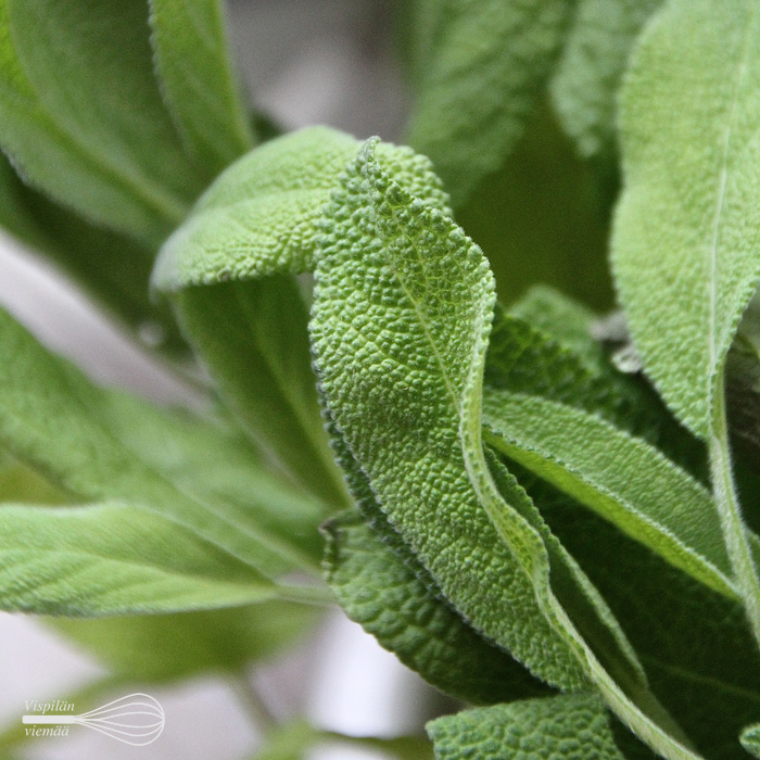 vispilanviemaa_salvia