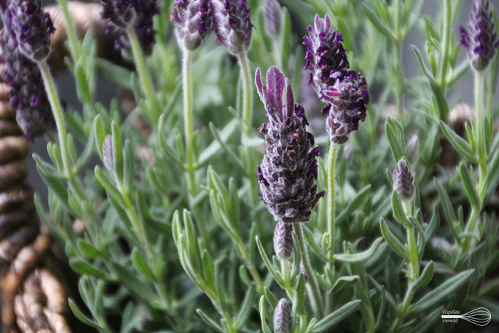 vispilanviemaa_nektari_feta_laventeli_salaatti