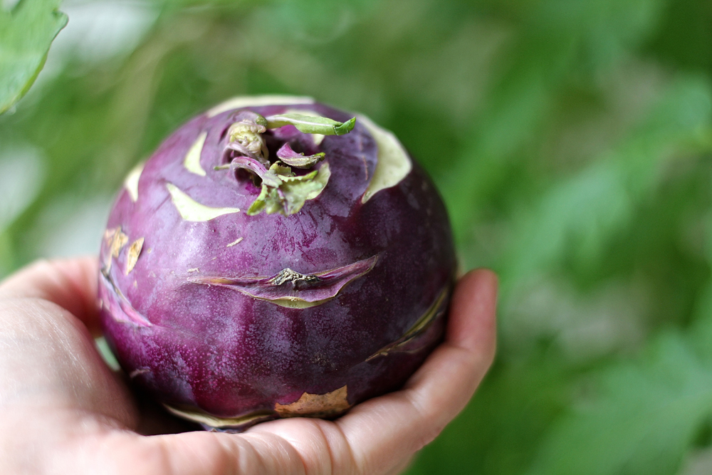 vispila%cc%88nviema%cc%88a%cc%88_kyssa%cc%88kaali1